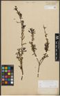 Foto von Salix purpurea L. x Salix repens L.